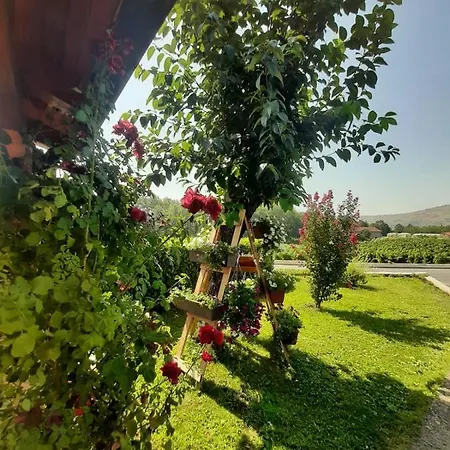 Mario Medjugorje